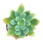 Echeveria vanvlietii