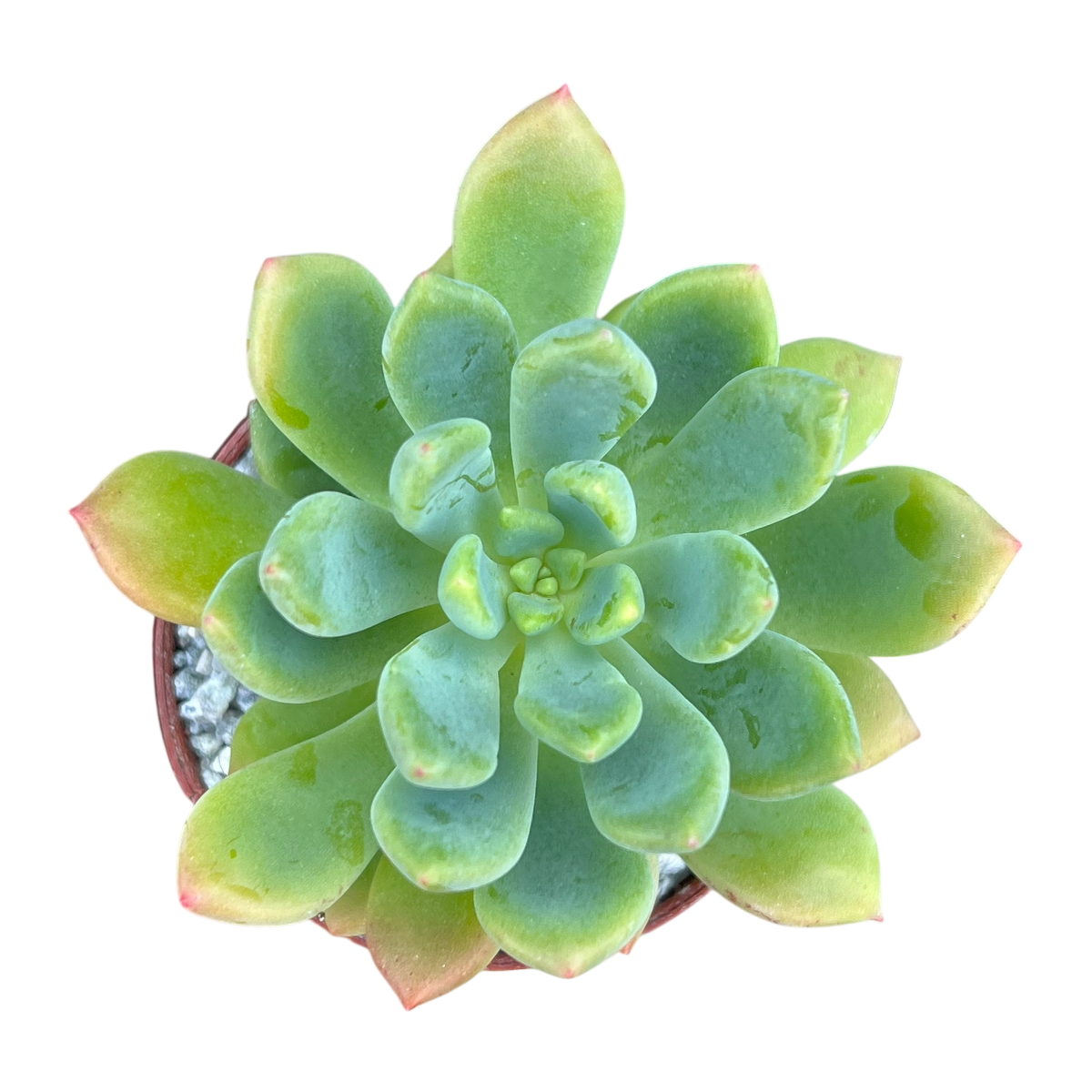 Echeveria vanvlietii