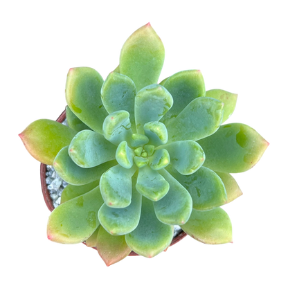 Echeveria vanvlietii