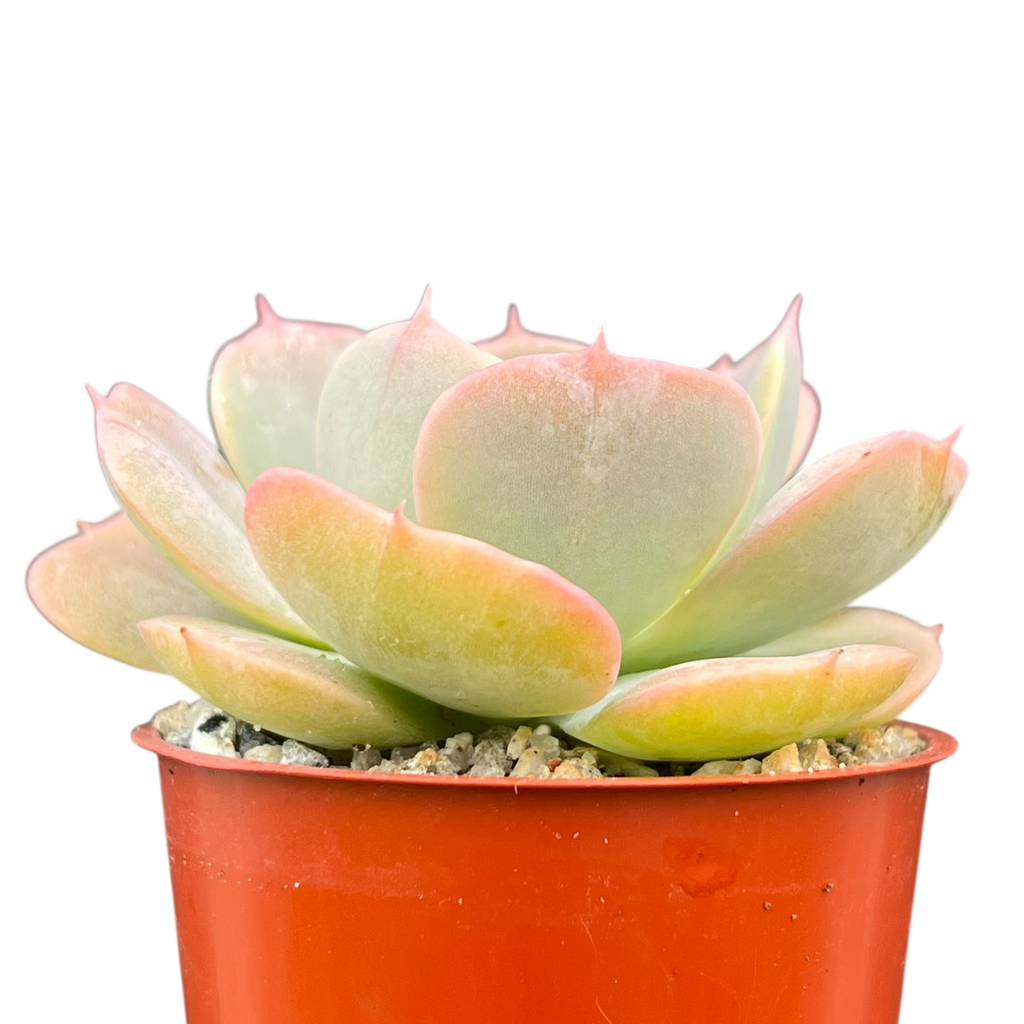 texas rose succulent plant Echeveria 'Texas Rose' – Surreal Succulents