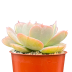 Echeveria 'Texas Rose'