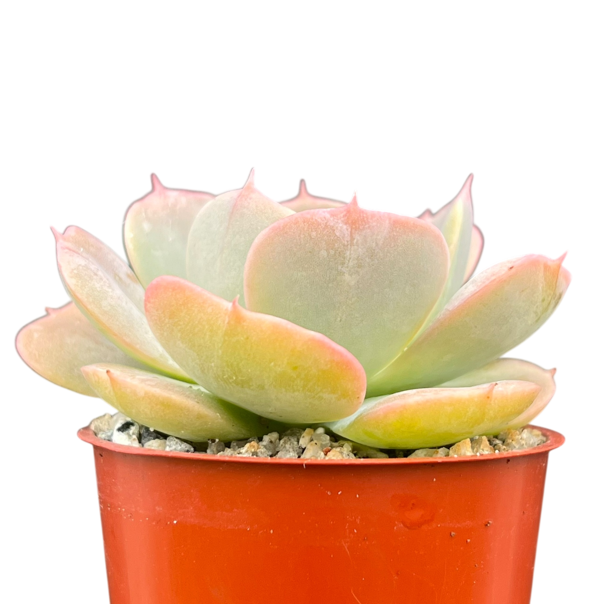 Echeveria 'Texas Rose'