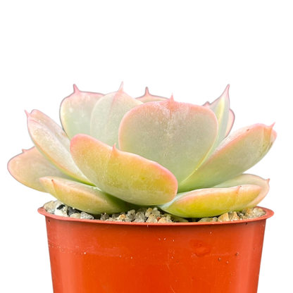 Echeveria 'Texas Rose'