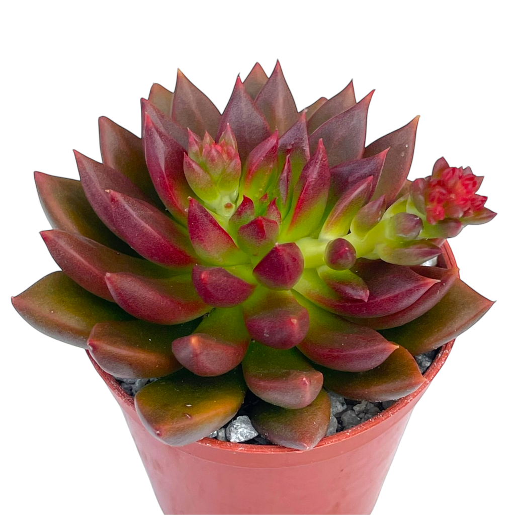 Echeveria 'Zodiac'