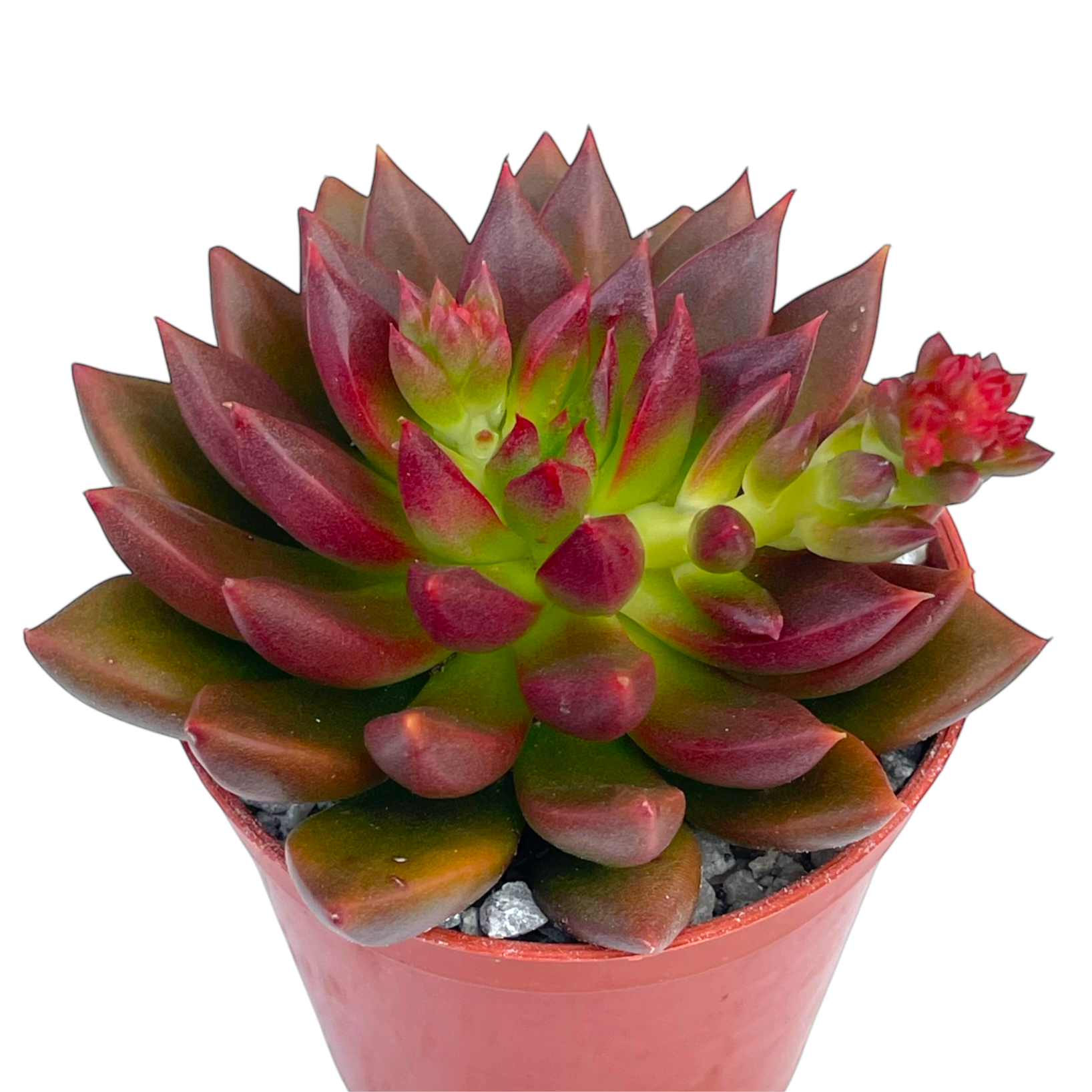 Echeveria 'Zodiac'
