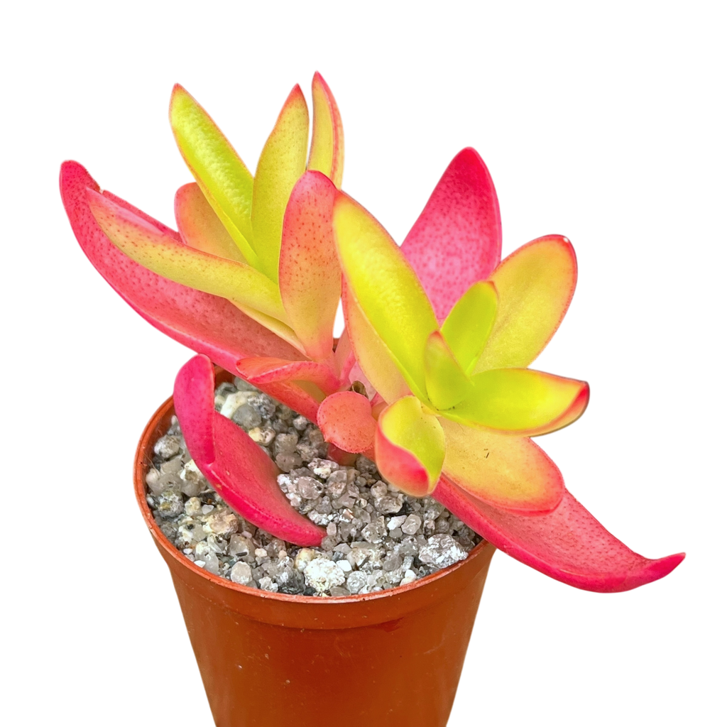 Crassula capitella 'Campfire'