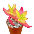 Crassula capitella 'Campfire'