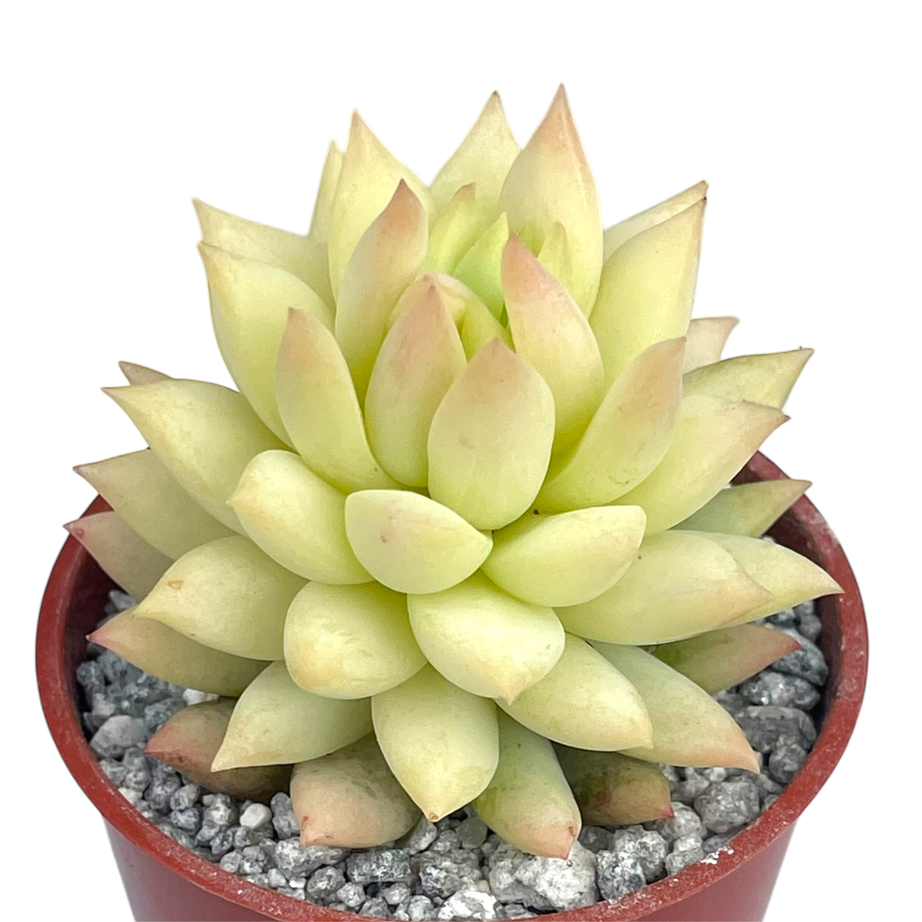 x Sedeveria 'Harry Butterfield'