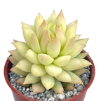 x Sedeveria 'Harry Butterfield'