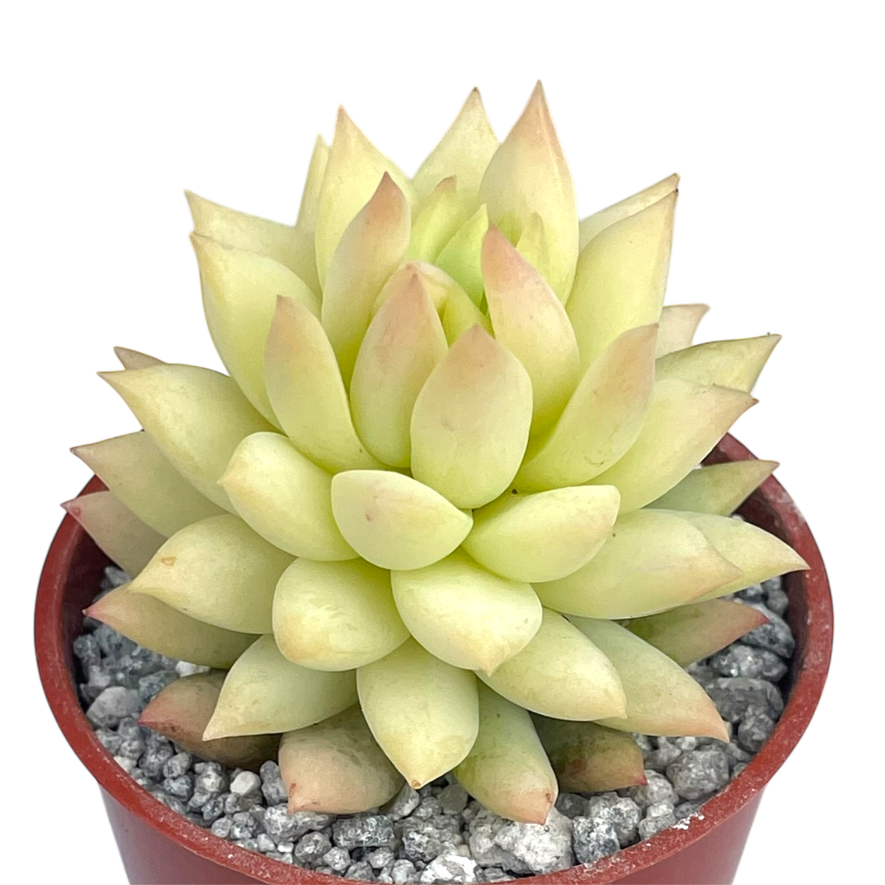 x Sedeveria 'Harry Butterfield'