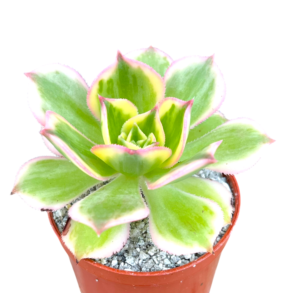 Aeonium 'Sunburst'