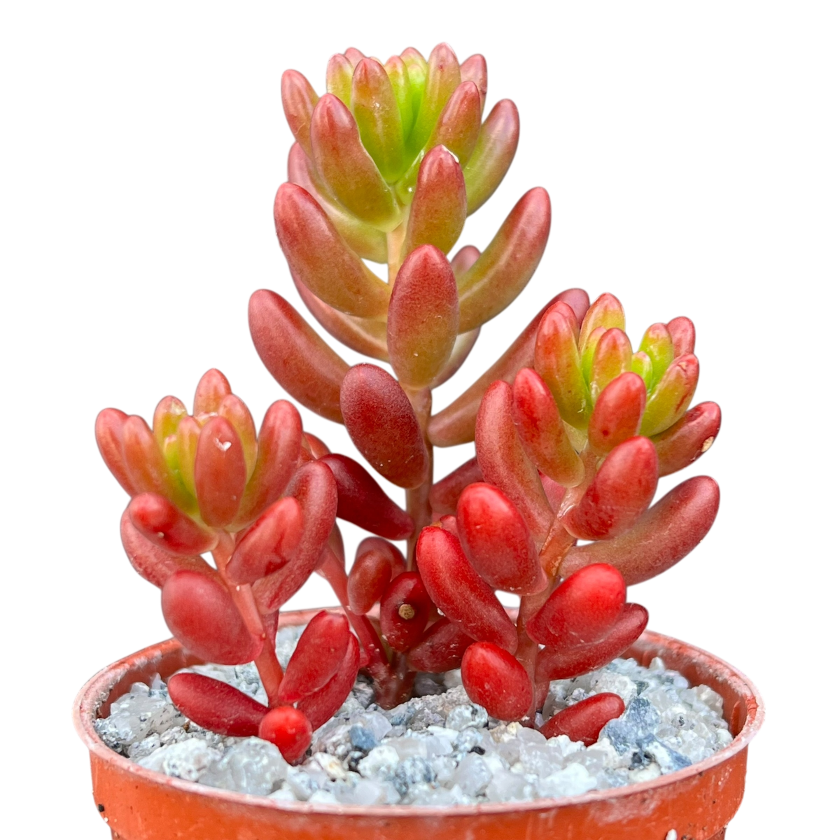 giant jelly bean succulent Sedum x rubrotinctum