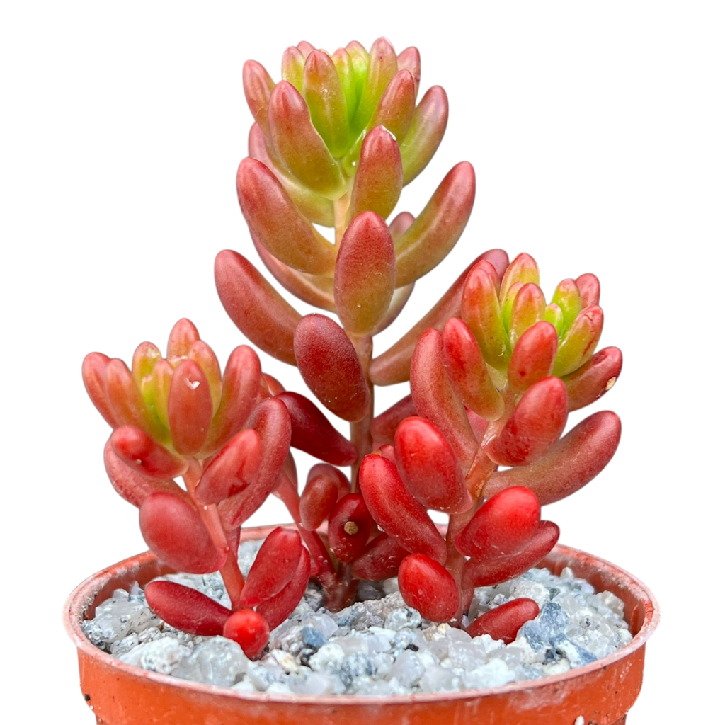 Sedum x rubrotinctum | Jelly Bean Plant