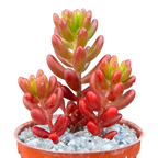Sedum x rubrotinctum | Jelly Bean Plant
