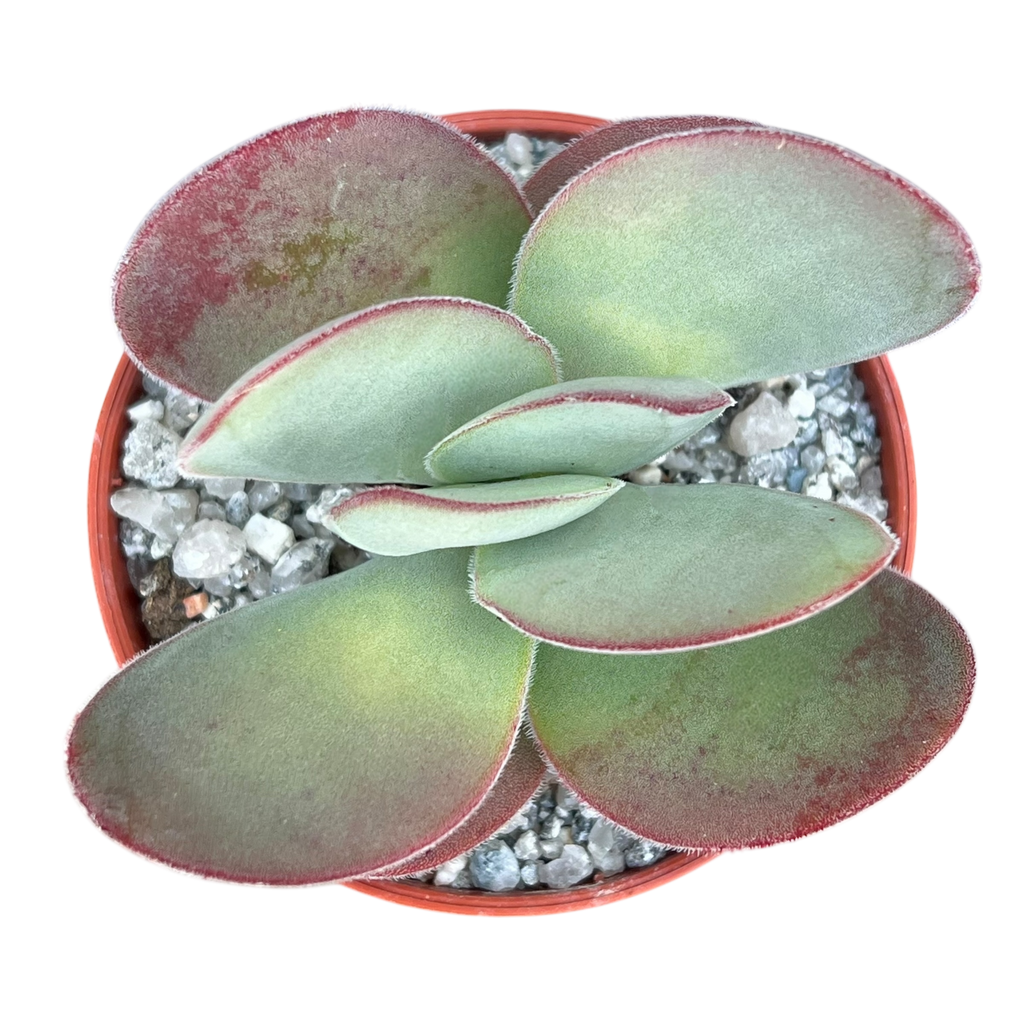 Crassula cotyledonis