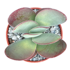 Crassula cotyledonis