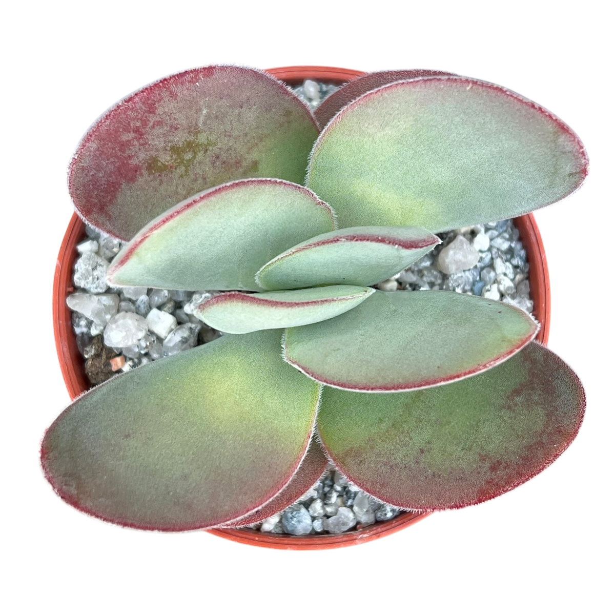 Crassula cotyledonis