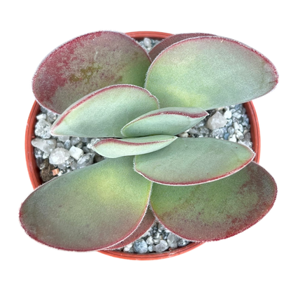 Crassula cotyledonis