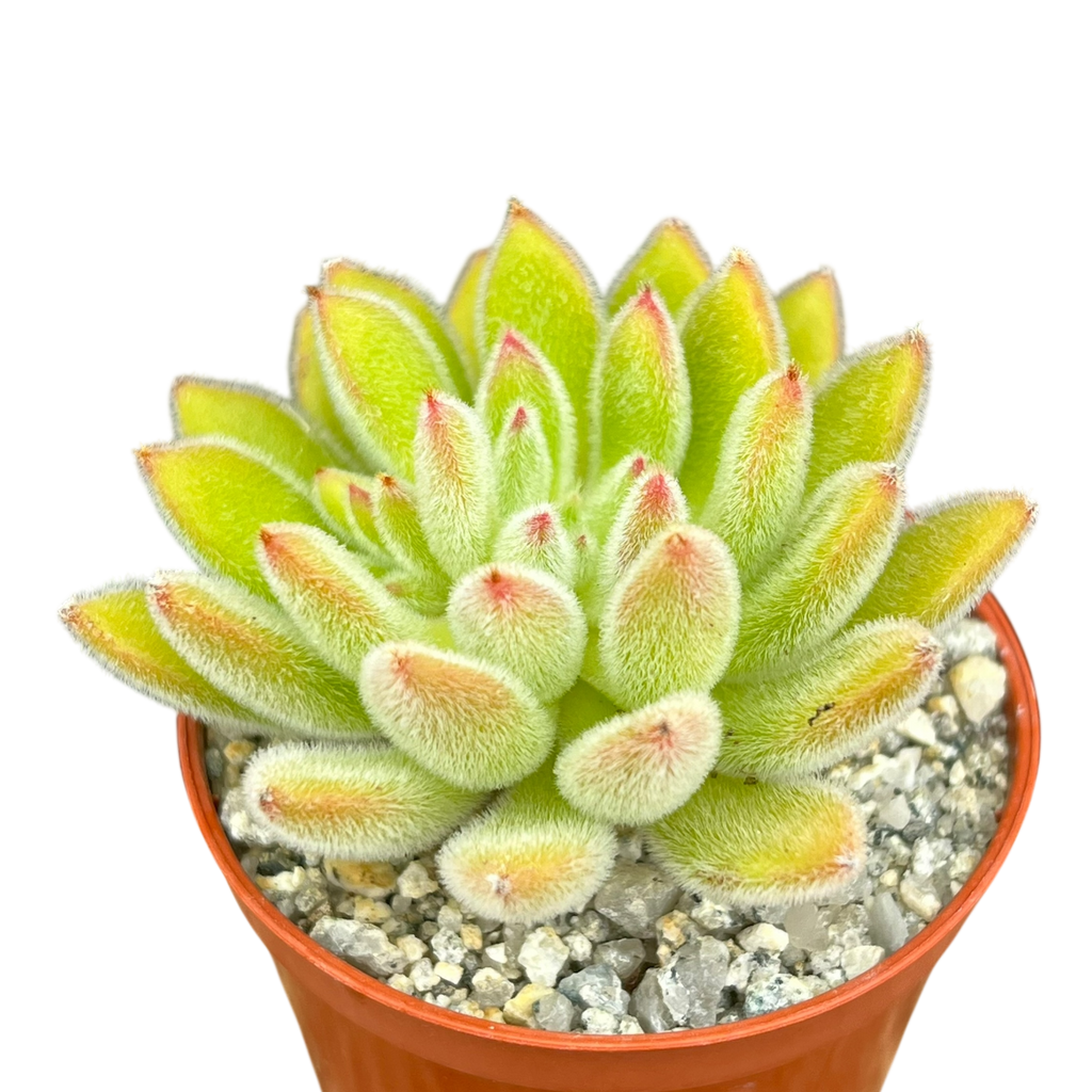 Echeveria 'Set-Oliver'