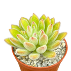 Echeveria 'Set-Oliver'