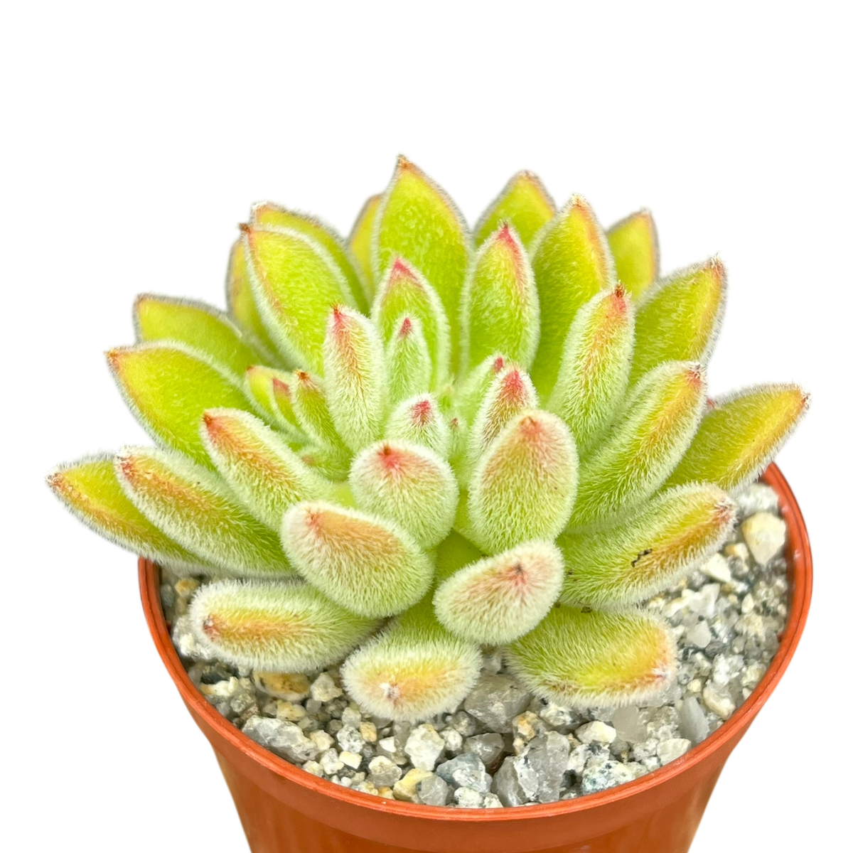 Echeveria 'Set-Oliver'