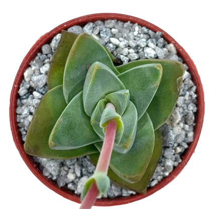 Crassula 'Moonglow'
