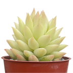 x Sedeveria 'Harry Butterfield'