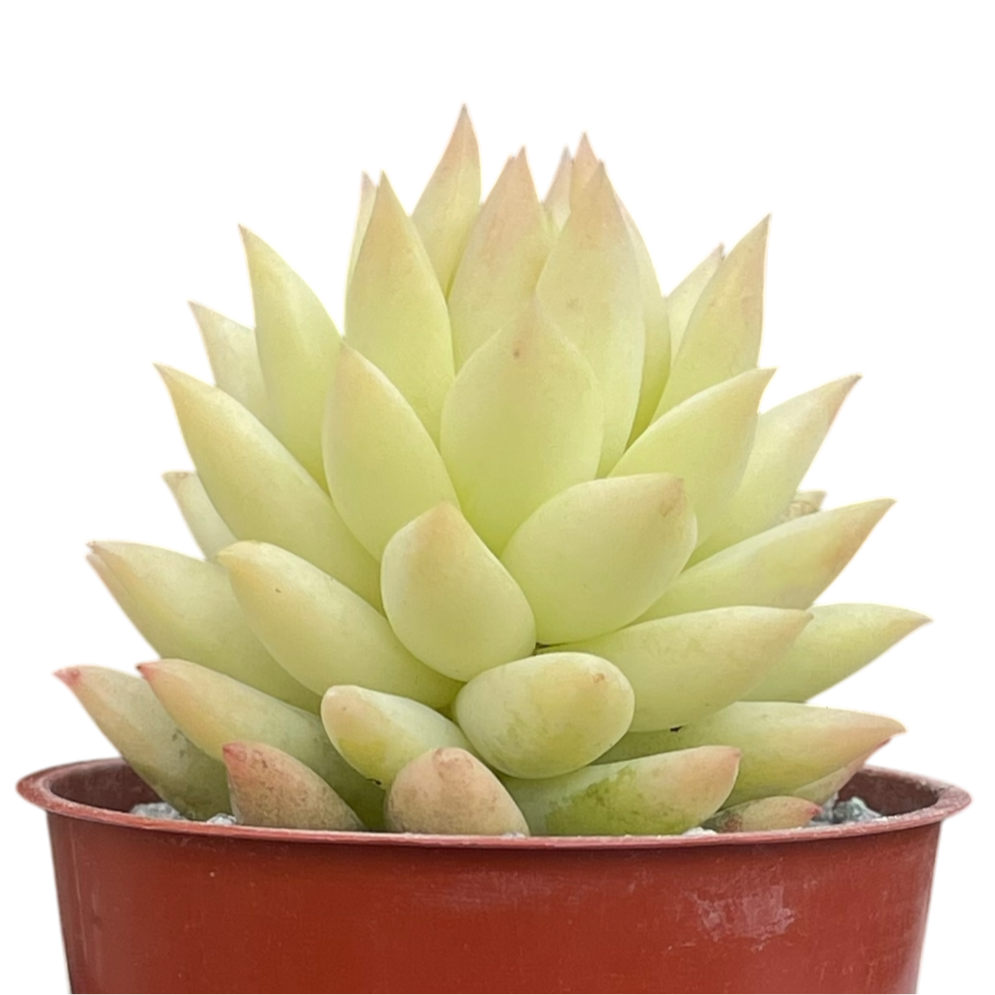 x Sedeveria 'Harry Butterfield'