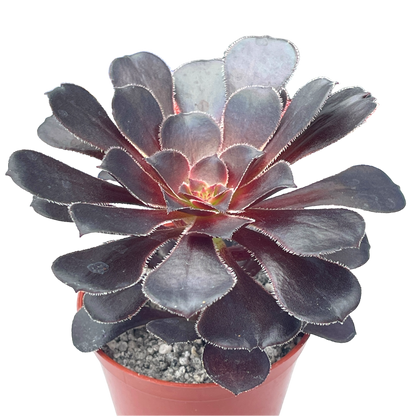 Aeonium 'Cashmere Black'