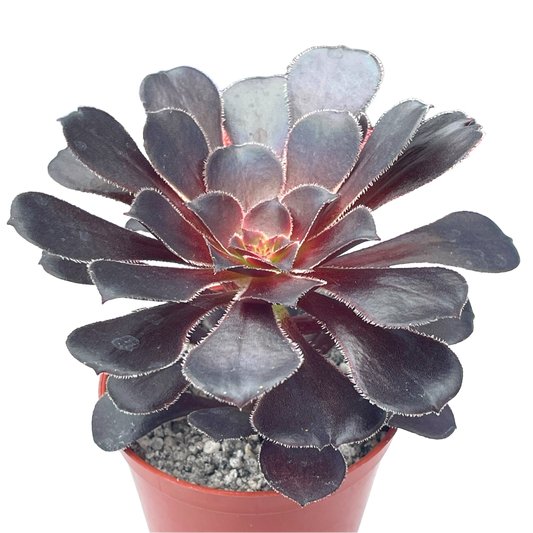Aeonium 'Cashmere Black'