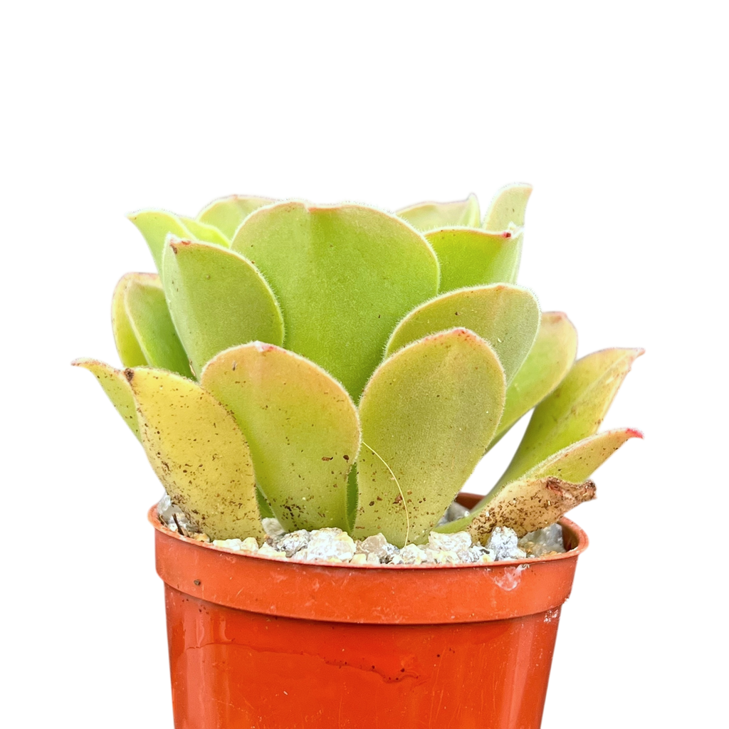 Aeonium longithyrsum