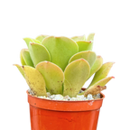 Aeonium longithyrsum