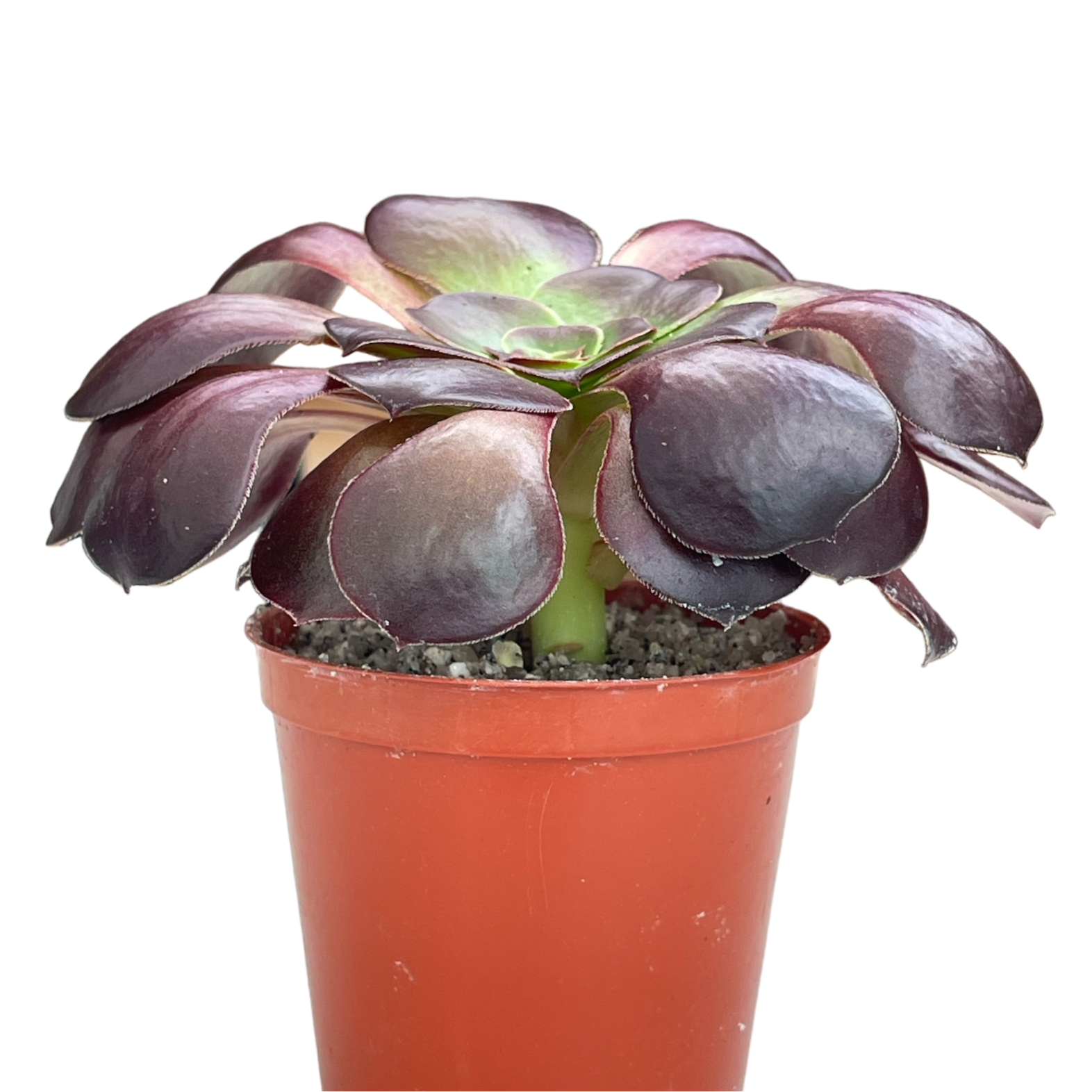 Aeonium 'Fire Glow'