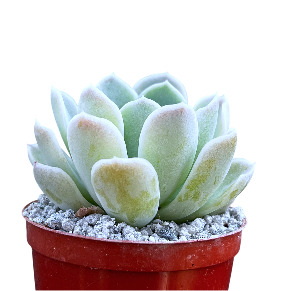 Echeveria 'Big Blue'