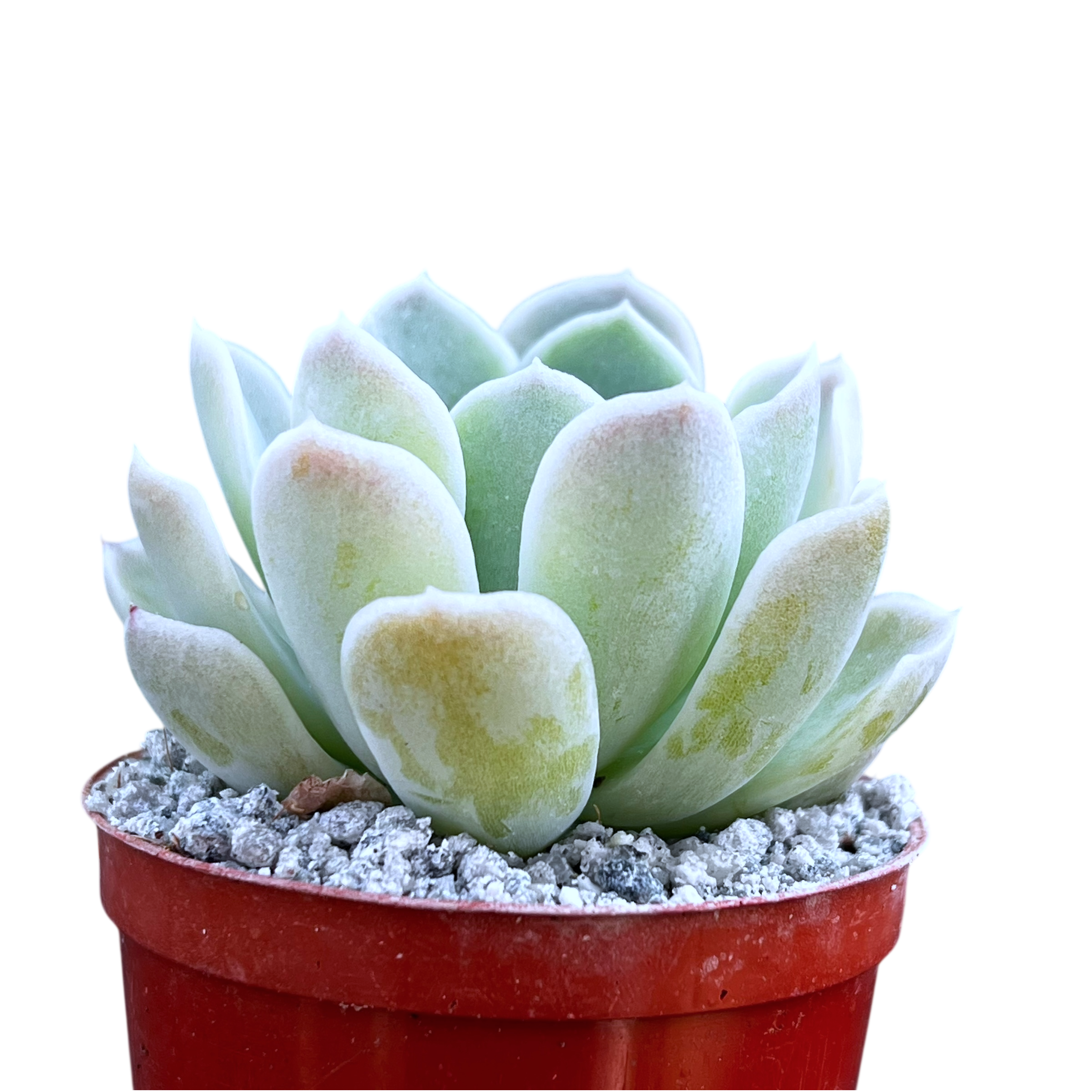 Echeveria 'Big Blue'