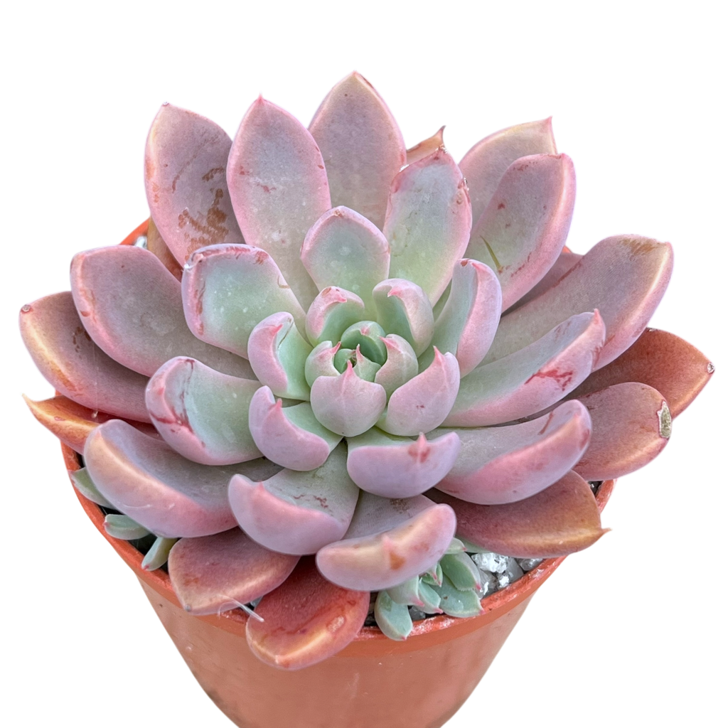 Pink and green succulent plant in a pot on a white background
