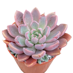 Pink and green succulent plant in a pot on a white background
