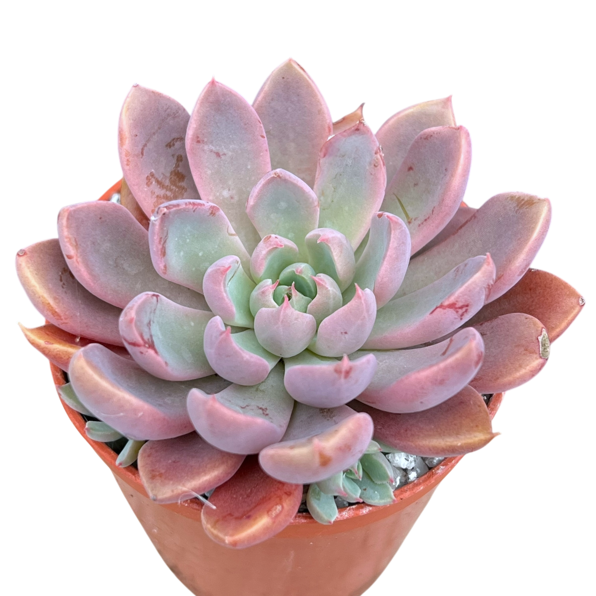 Pink and green succulent plant in a pot on a white background