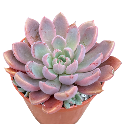 Pink and green succulent plant in a pot on a white background