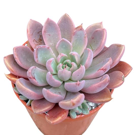 Pink and green succulent plant in a pot on a white background