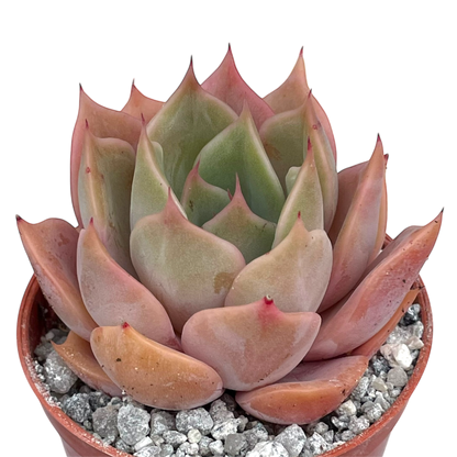 Echeveria 'Latte Rose'
