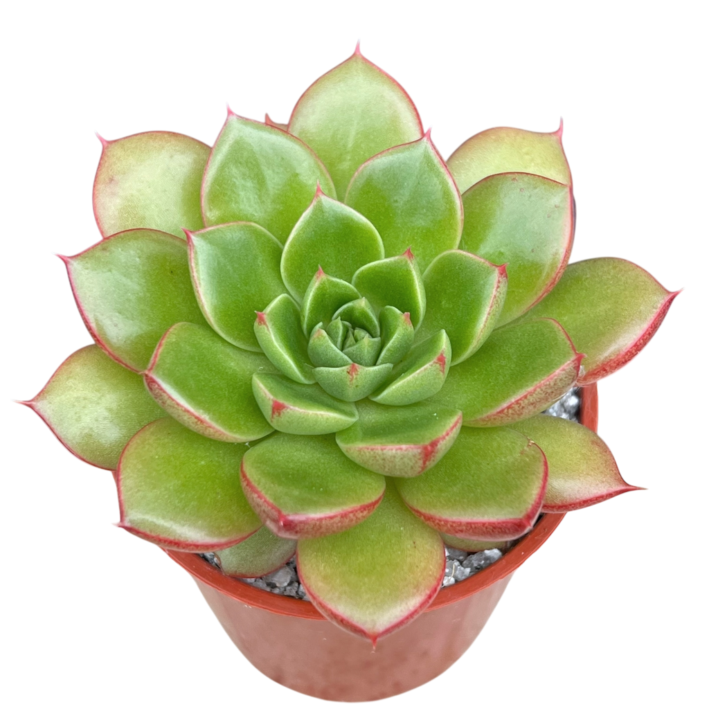Echeveria 'Yoda'