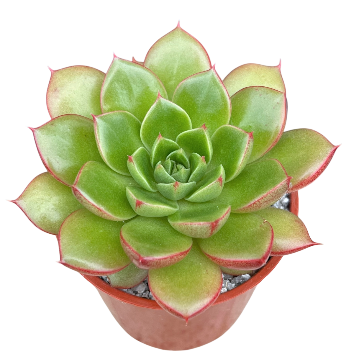 Echeveria 'Yoda'