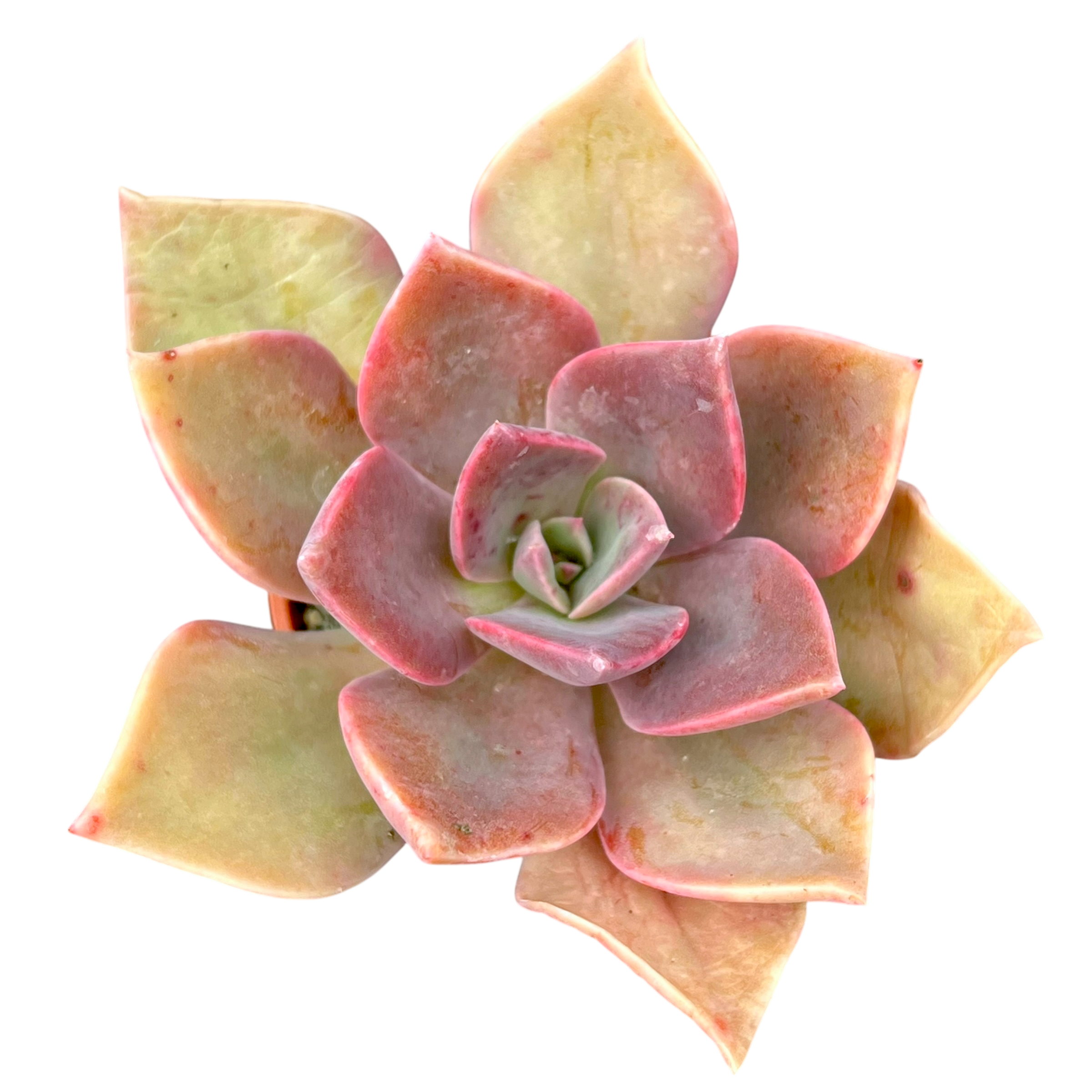 x Graptoveria 'Douglas Huth'