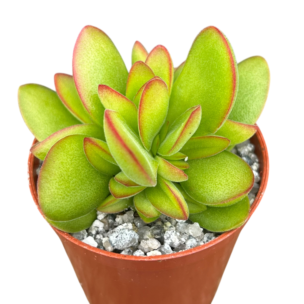 Crassula 'Money Maker'