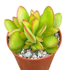 Crassula 'Money Maker'
