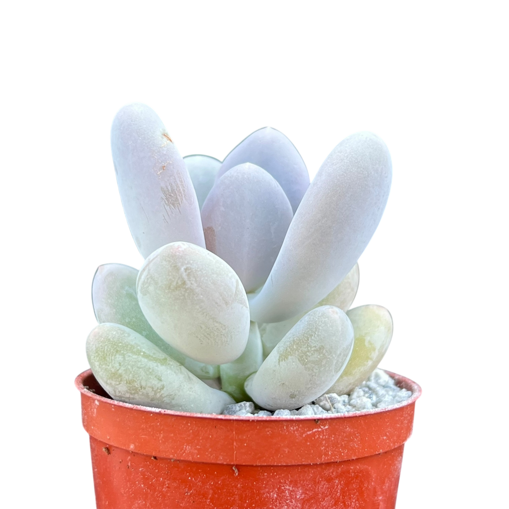 Pachyphytum 'Blue Haze'