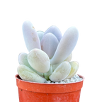 Pachyphytum 'Blue Haze'
