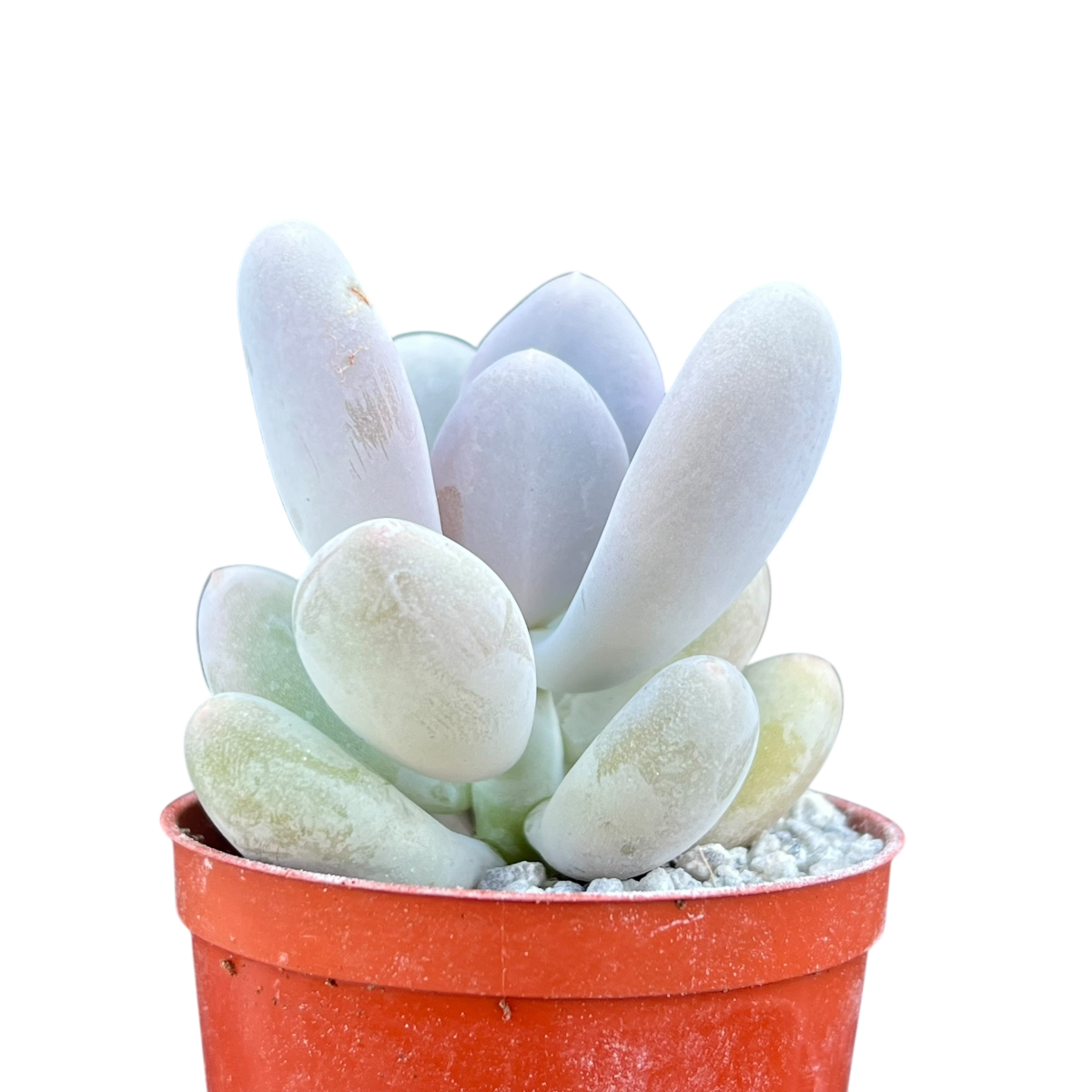 Pachyphytum 'Blue Haze'