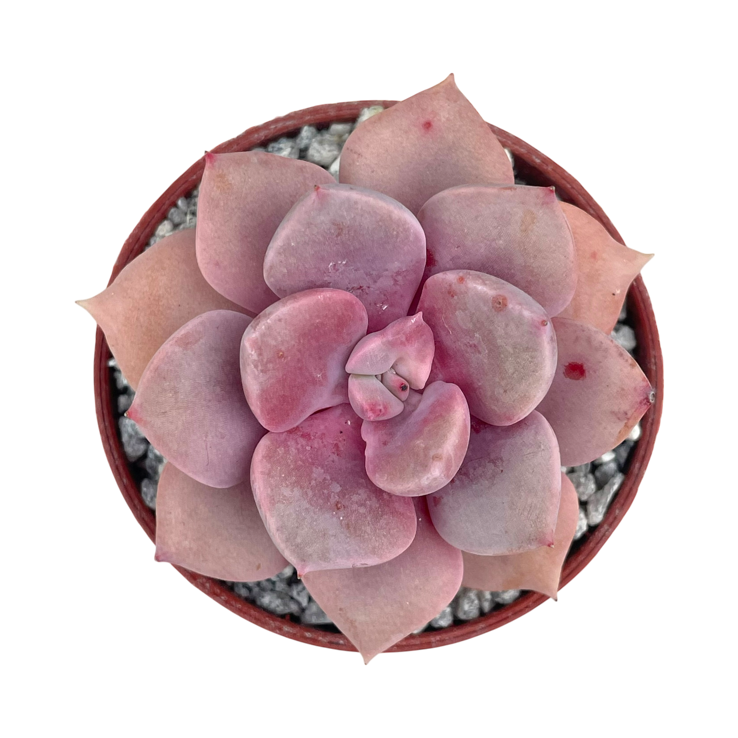 x Graptoveria 'Debbie'